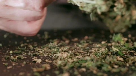 Manual processing of cannabis buds of medical marijuana with old scissors. hands Stock-Footage 125530952