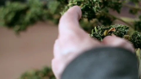 Manual processing of cannabis buds of medical marijuana with old scissors. Vídeo Stock 125532093