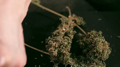 Manual processing of cannabis buds of medical marijuana with old scissors. close Stockbeeldmateriaal 125846739