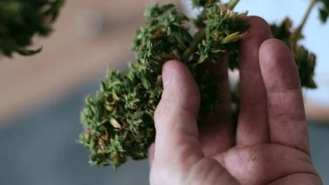 Manual processing of cannabis buds of medical marijuana with old scissors. close Stockbeeldmateriaal 125846796
