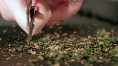 Manual processing of cannabis buds of medical marijuana with old scissors. close Stock-Footage 125847183