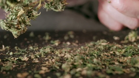 Manual processing of cannabis buds of medical marijuana with old scissors. close Video stock 125847676