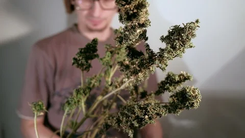 Manual processing of cannabis buds of medical marijuana with old scissors. Stock Footage 125847826