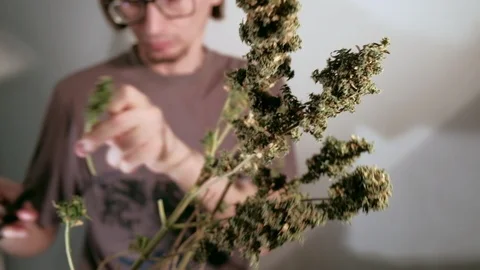 Manual processing of cannabis buds of medical marijuana with old scissors. 스톡 동영상 125848076