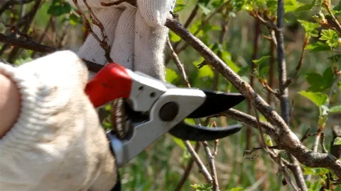 Manual pruning of blackcurrant with a pruner in spring Vídeo Stock 129373331