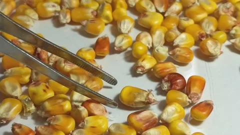 Manual quality control of corn grain in the laboratory of an elevator Stock Footage 164365535