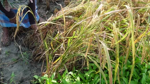 Manual rice cutting methods, Rice Plant Cutting, Cutting paddy rice in fields Stock-Footage 291774606