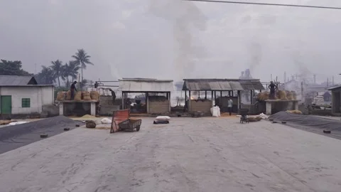 Manual Rice Processing Begins at Dawn on a Traditional Rice Mill Drying Yard Stock-Footage 346218767