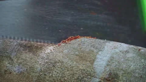 Manual saw cutting tree branch, wood fiber and sawdust detail, Stock Footage 345289341