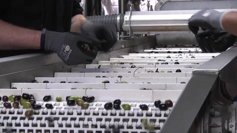 Manual selection of olives Stock Footage 84176869