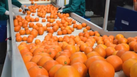 Manual selection of oranges on conveyor belt in warehouse Stock Footage 331728005