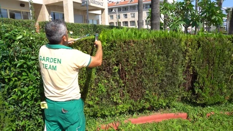 Manual Shears Trimming Hedges Stockbeeldmateriaal 96602428