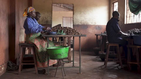 Manual shelling of cashews Vídeos de archivo 331311348