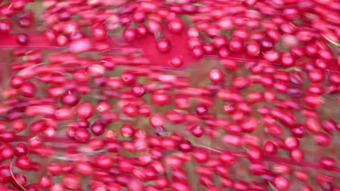 Manual sorting of lingonberries using sieve, forest debris falls into cracks Stock Footage 220527299