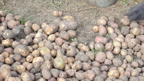 Manual sorting of potato seeds Stock Footage 75464027