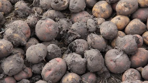 Manual sorting of potato seeds Stock Footage 75464036