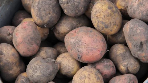 Manual sorting of potato seeds with sprouts in buckets Stock Footage 75463998