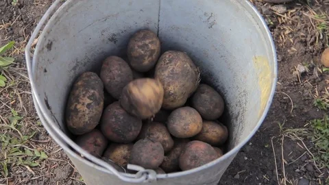 Manual sorting of potato seeds with sprouts in buckets Stock Footage 75464003