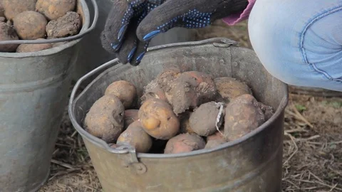 Manual sorting of potato seeds with sprouts in buckets Stock Footage 75464004