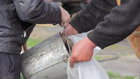 Manual sorting of potato seeds with sprouts in buckets Stock Footage 75464005