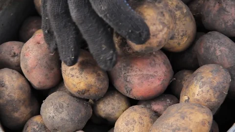 Manual sorting of potato seeds with sprouts in buckets Stock Footage 75464008