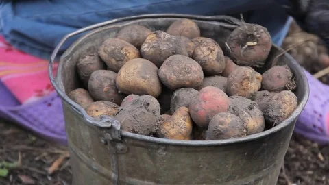 Manual sorting of potato seeds with sprouts in buckets Stockbeeldmateriaal 75464018