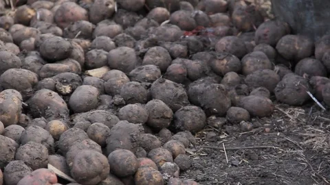 Manual sorting of potato seeds with sprouts in buckets Stock Footage 75464023