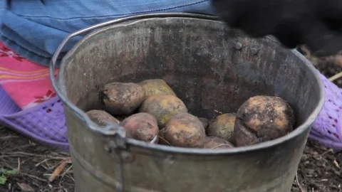 Manual sorting of potato seeds with sprouts in buckets Stock Footage 75464045