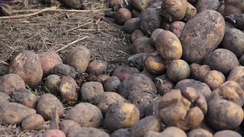 Manual sorting of potato seeds with sprouts in buckets Stock Footage 75464064