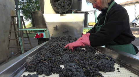 Manual sorting of red grapes Video stock 55404867