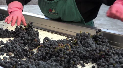 Manual sorting of red grapes Video stock 55407723