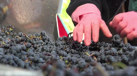 Manual sorting of red grapes Video stock 55408589