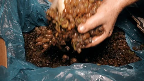 Manual sorting of white grapes for making wine Stock Footage 118591495