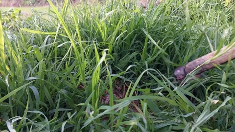 Manual weed control and clearing grass for agricultural farming. Stock-Footage 337144473