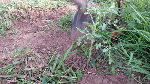 Manual weed control and clearing grass for agricultural farming. 動画素材 337144476