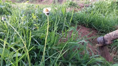 Manual weed control and clearing grass for agricultural farming. 動画素材 337144514