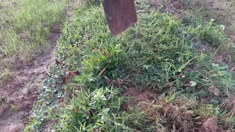 Manual weed control and clearing grass for agricultural farming. 動画素材 337144524