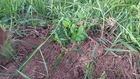 Manual weed control and clearing grass for agricultural farming. 動画素材 337144550