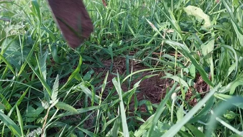 Manual weed control and clearing grass for agricultural farming. 動画素材 337144555