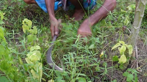 Manual Weed Removal Stock-Footage 329401739