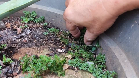 Manual weed removal uses bare hands. This method is very effective for smal.. Stock Footage 338988875