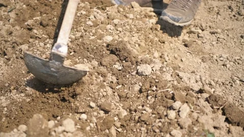 Manual work with hoe in farm field in spring organic natural farmland Stock Footage 228484657