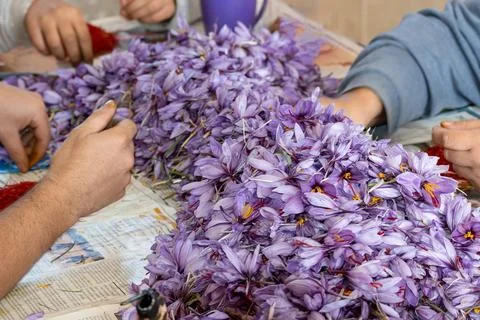 Manual work to obtain saffron threads Stock Photos
