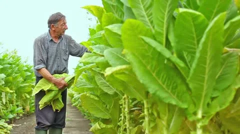 Manual worker in a tobacco field Stock Footage 24670110