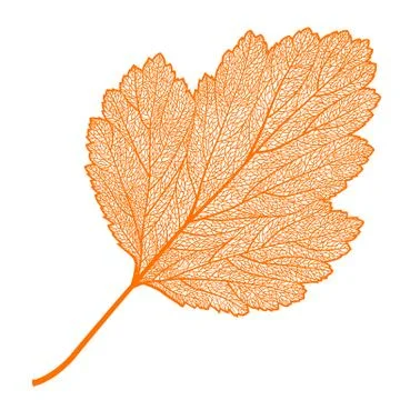 Manually drawn leaf skeleton Stock Illustration
