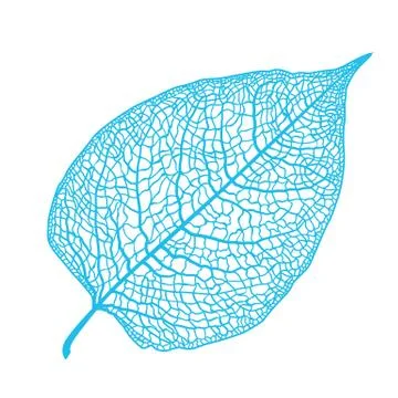 Manually drawn leaf skeleton Stock Illustration