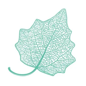 Manually drawn leaf skeleton Illustrazione stock
