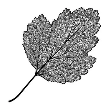 Manually drawn leaf skeleton Illustrazione stock