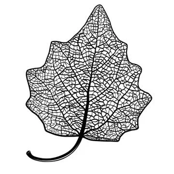 Manually drawn leaf skeleton Stock Illustration