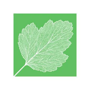 Manually drawn leaf skeleton Stock Illustration